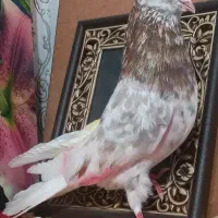 کبوتر گرفته. شماره دار و رنگ خورده