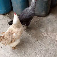 دو عدد مرغ تخمگذار