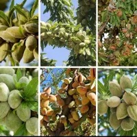 گردو پکان گرمسیری ، نهالستان ، نهال ، درخت در مشهد|گل و گیاه طبیعی|مشهد, خواجه ربیع|دیوار