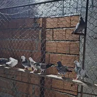 کبوتر پرشی|پرنده|سورک, |دیوار