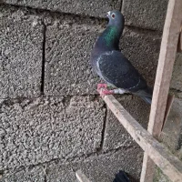 یه کبوتر نر پلنگ باخت دادم پر و دم قیچی زیر پر رنگ