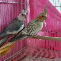 جفت عروس هلندی مولد