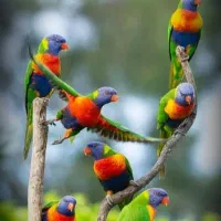 طوطی، راهب ،کاکادو، لوری، آمازون|پرنده|تهران, دردشت|دیوار