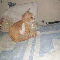 بچه گربه جهت واگذاری