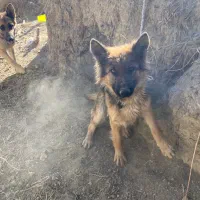 سگ ژرمن|سگ|ملایر, |دیوار