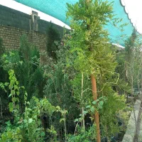 درخت ونهال|گل و گیاه طبیعی|اصفهان, قهاب جنوبی|دیوار