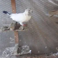 کبوتر پرشی غریبگیری|پرنده|قائمشهر, |دیوار