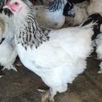 جوجه برهما لایت اصل و سنگین وزن