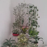 استند گل