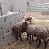 گوسفند .قوچ