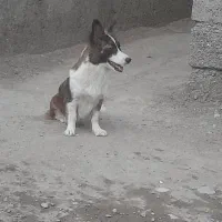 گمشده