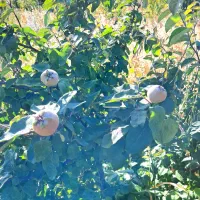 فروش استثنایی باغ سند دار در نمین معاوضه با خودرو|فروش زمین و ملک کلنگی|نمین, |دیوار