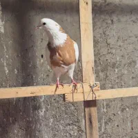 طوقی بدون کاکول نرو ماده|پرنده|ابهر, |دیوار