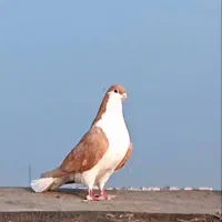 کفتر ماده سالم