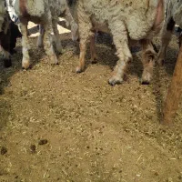 بره ،کهره ،چاق ودرجه یک،مناسب ماه محرم،