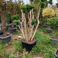 یاس هلندی خاص