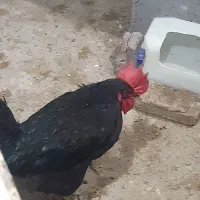 مرغ خروس|حیوانات مزرعه|کرمان, |دیوار