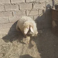 بره نره|حیوانات مزرعه|کارون, |دیوار