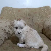 سگ پاکوتاه|سگ|لامرد, |دیوار