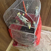 هفت عدد عروس هلندی|پرنده|تربت جام, مطهری|دیوار