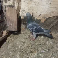 کفتر|پرنده|نیشابور, کوی حسینی|دیوار