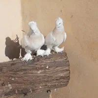 چندجفت کبوترترکیه ای وارداتی|پرنده|قم, باغ کرباسی|دیوار