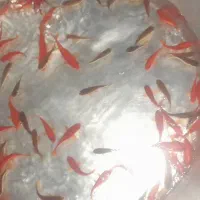 ماهی عمده|ماهی|مشگین شهر, |دیوار