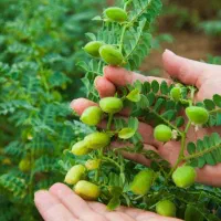 کشت نخود بهاره|خدمات باغبانی و درختکاری|مراغه, |دیوار