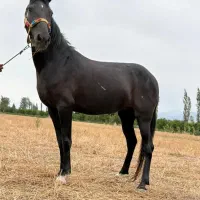 مادیون یرقه