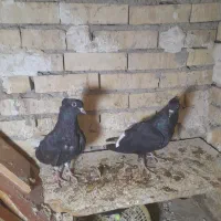 دودم سفیدنر|پرنده|رامشیر, |دیوار