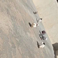 کبوتر طوقی
