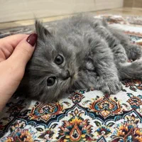 بچه گربه نژاد اسکاتیش چینچیلا|گربه|بندرعباس, |دیوار