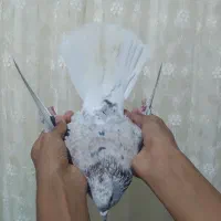 کبوتر|پرنده|نگین شهر, |دیوار