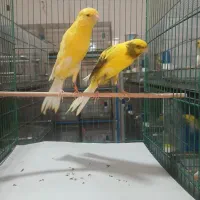 تعدادی قناری بلند رسمی پلاک دار حدود ۲۲جفت|پرنده|قنوات, |دیوار