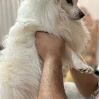 واگذاری|سگ|بندرعباس, |دیوار