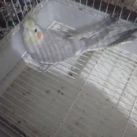 عروس هلندی ماده