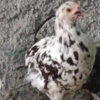 جوجه