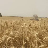گندم ساورز تمیز