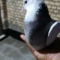 طوقی|پرنده|اهواز, کوی سعدی|دیوار