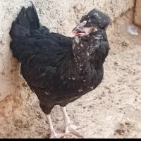 جوجه گلین