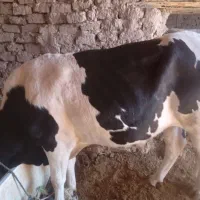 دو تا گاو نر و ماده|حیوانات مزرعه|مهرستان, |دیوار