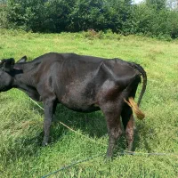 گاو و گوساله نر دورگ|حیوانات مزرعه|رشت, یخسازی|دیوار