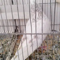 کبوتر،کفتر کله ای|پرنده|قم, شهرک مهدیه (مدرس)|دیوار