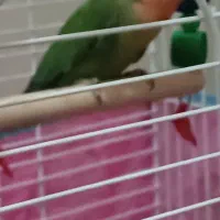 طوطی برزیلی|پرنده|تهران, سلسبیل جنوبی|دیوار