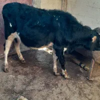 گوساله نر|حیوانات مزرعه|جوانرود, |دیوار