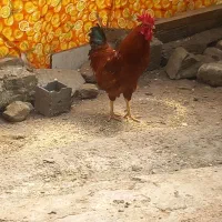 خروس زیبا خوش رنگ
