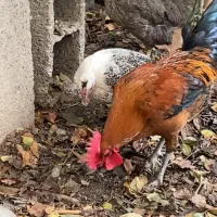 یک عدد خروس لری اصیل قلم سیاه