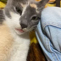 واگذاری گربه DSH|گربه|رشت, صفاری|دیوار