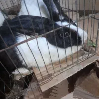 خرگوش|موش و خرگوش|بندرعباس, |دیوار