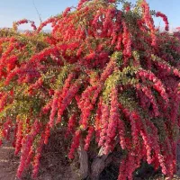 فروش نهال زرشک ۲ساله و ۳ساله